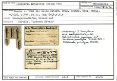 Karteikarte zum Syntyp von Nodosaria antipodum Stache, 1864